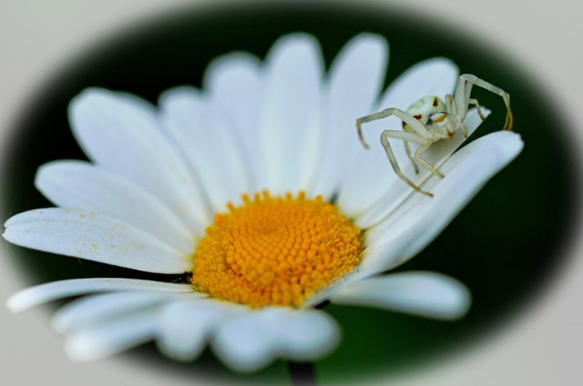 337_the monster in the nature_tema libero